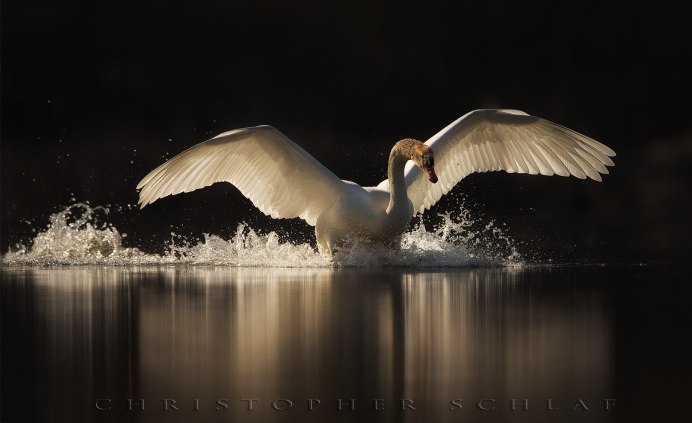 Лебедь взлетает
