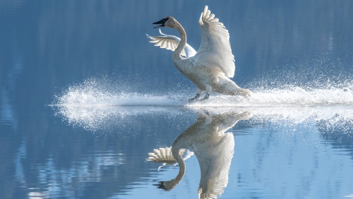Лебедь взлетает