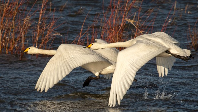 Лебеди летят