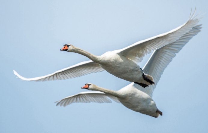 Лебеди летят