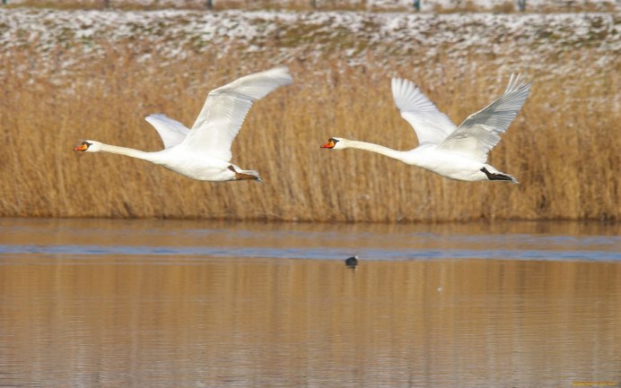 Лебедь летает