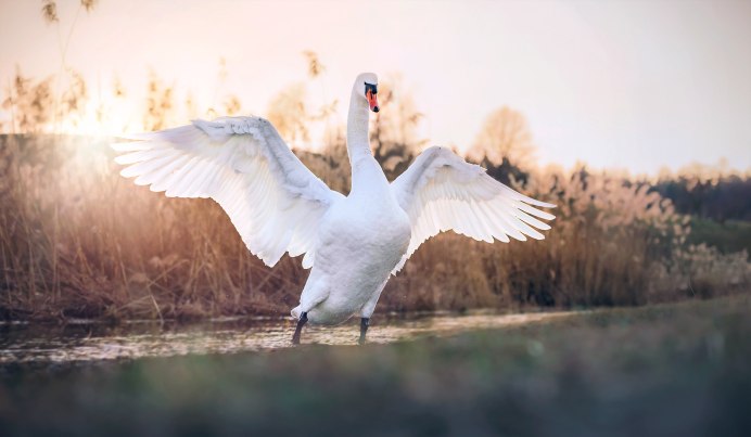 Лебедь с распахнутыми крыльями
