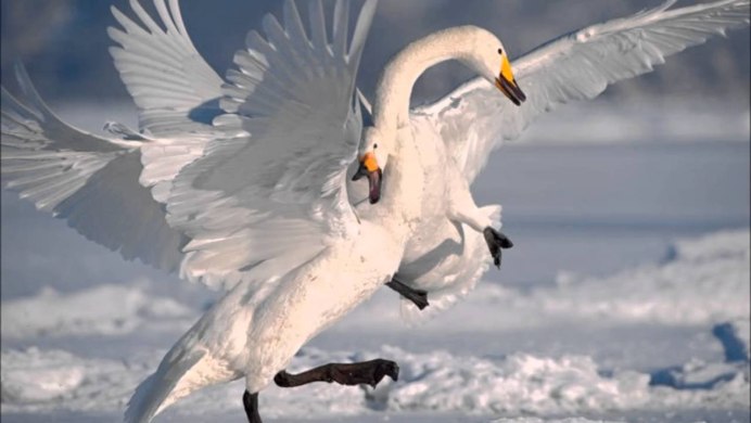 Красивый полет лебедя