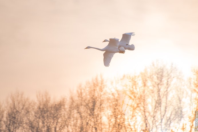 Две птицы в полете