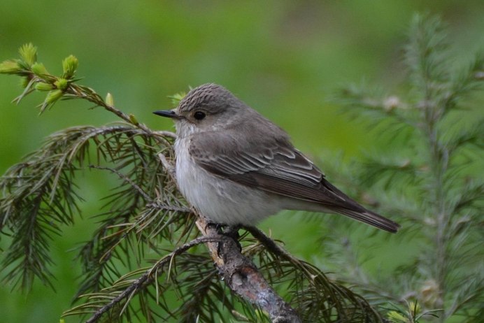 Серый Дрозд (Grey Catbird)