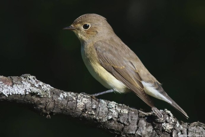 Серая мухоловка (Muscicapa striata)