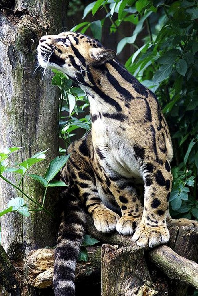 Борнейский дымчатый леопард