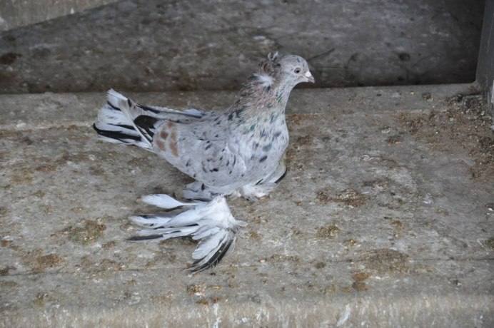 Голуби Коркино