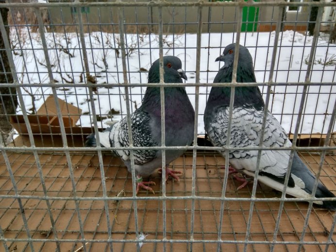 Мясной голубь породы «польские рыси»