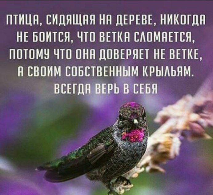 Птица сидящая на дереве никогда не боится