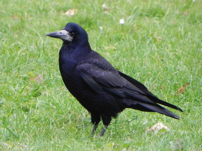 Грач на белом фоне