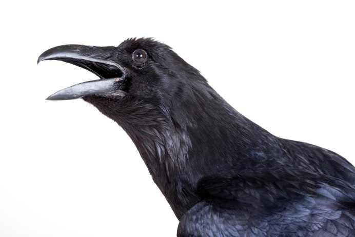 Грач летит на прозрачном фоне без листьев