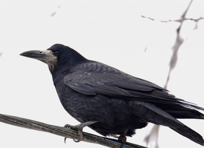 Грач Уральский