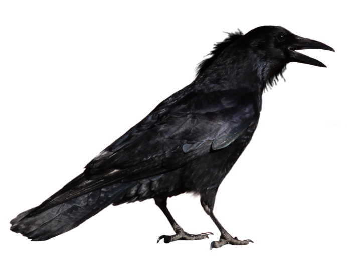 Ворона картинка на прозрачном фоне