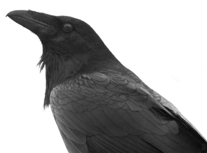 Ворона на прозрачном фоне