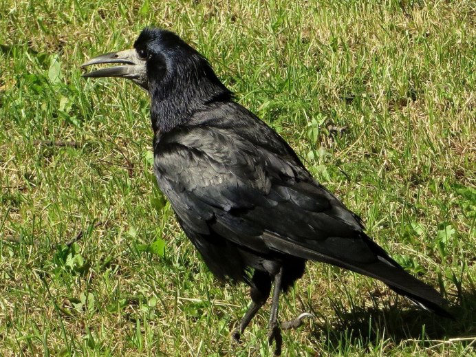 Грач в полете размер