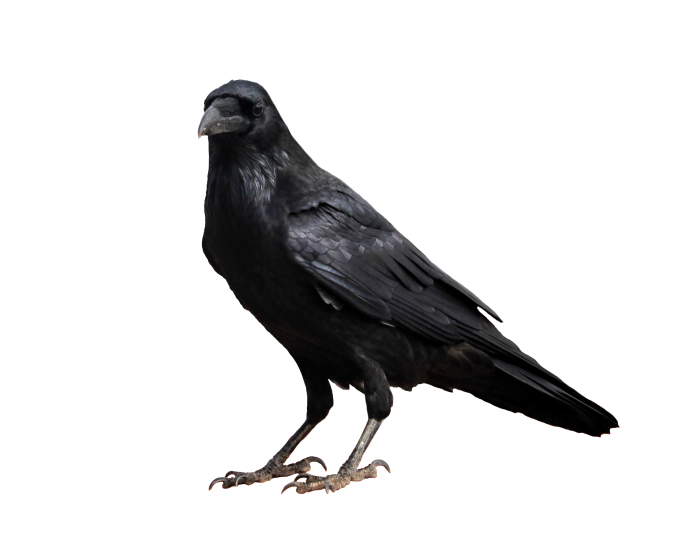 Ворона мультяшная
