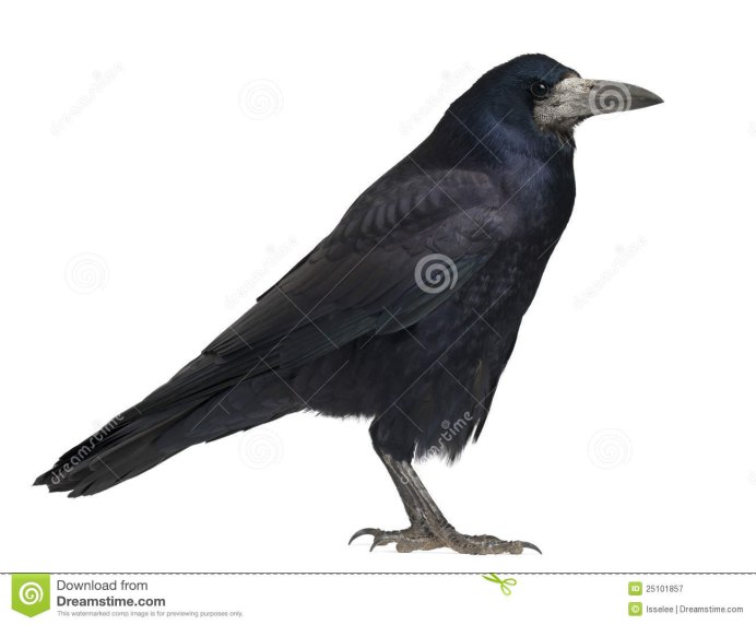 Черный ворон на ветке белом фоне