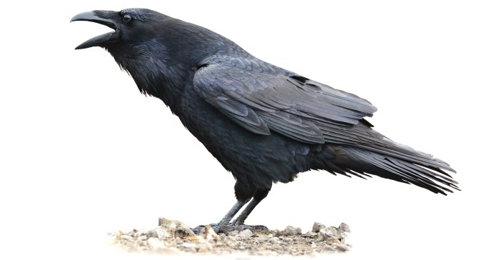 Грач картинка на белом фоне