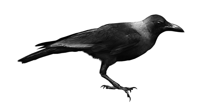 Грач на прозрачном фоне