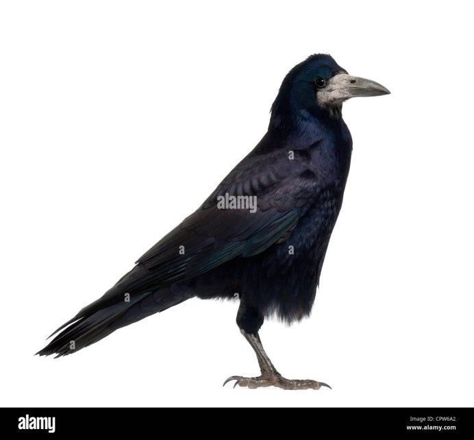 Ворона на белом фоне
