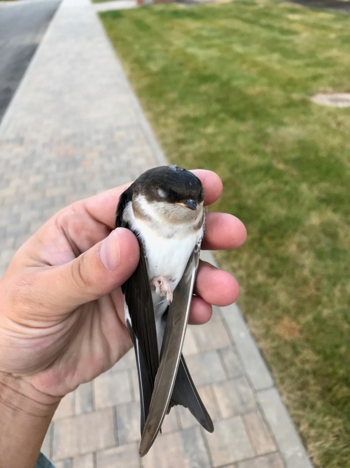 Лицо ласточки