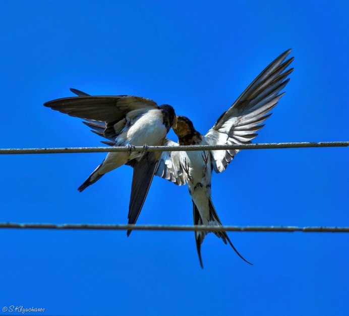 Ласточка в полете