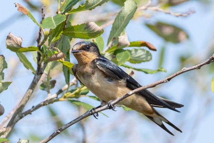 Слива ласточки