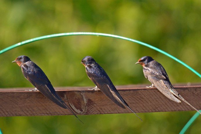 Фото взрослой ласточки