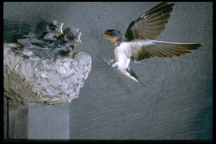 Ласточки прилетели