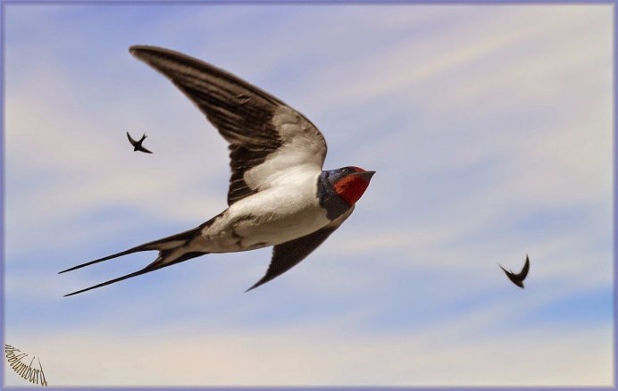 Ласточка на ветке