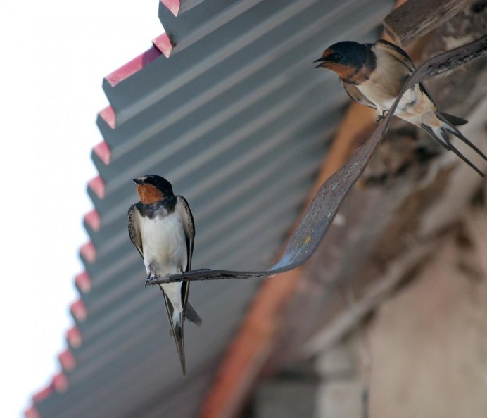 Домашняя Ласточка
