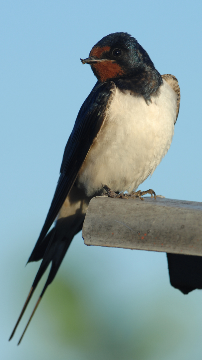 Машина Ласточка большая