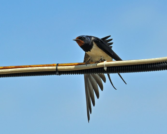 Любимая Богом птица деревенская Ласточка