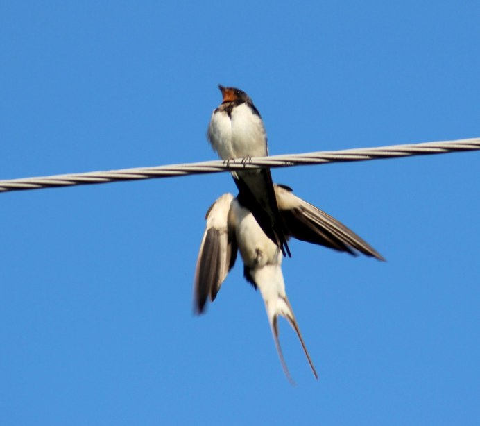 Ласточка вид сверху