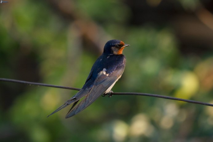 Три ласточки