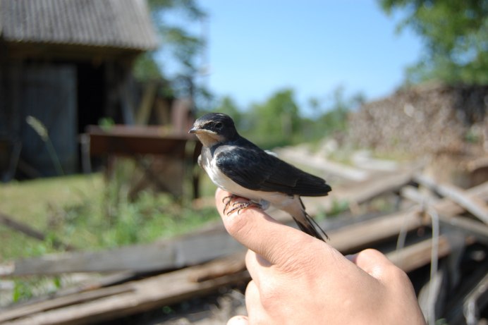 Птицы в движении