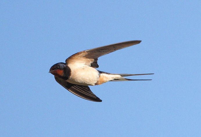 Насекомоядные птицы Ласточка