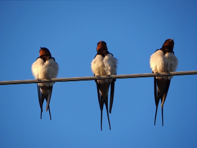 Ласточка обыкновенная