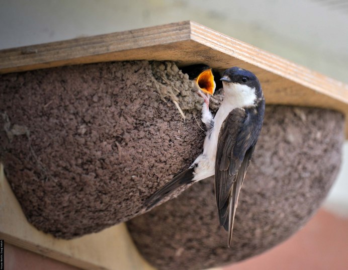 Гнездо стрижа