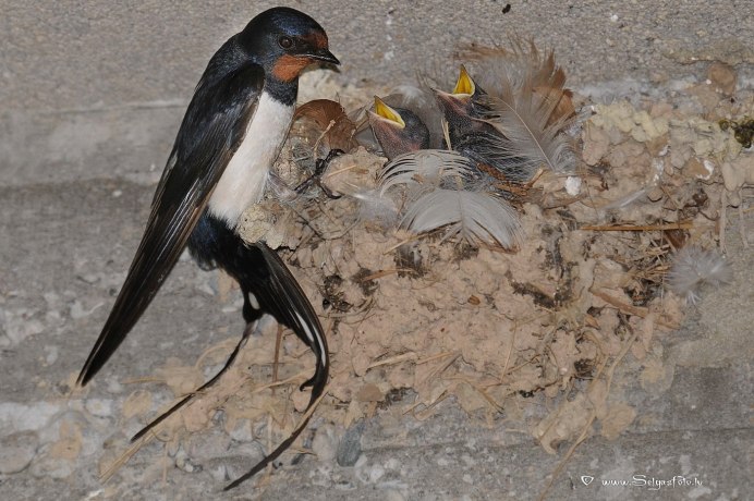 Птенцы деревенской ласточки