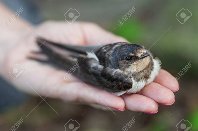 Ласточка сидит на руке