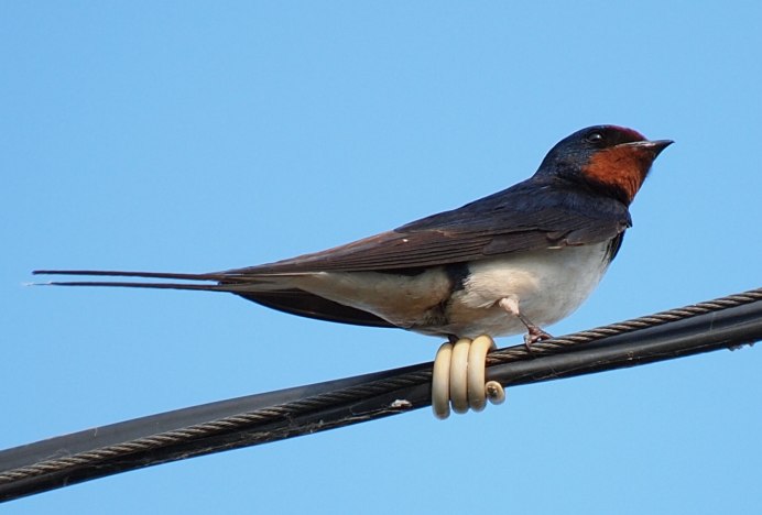 Морская Ласточка