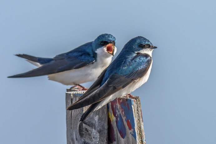 Ласточки над водой