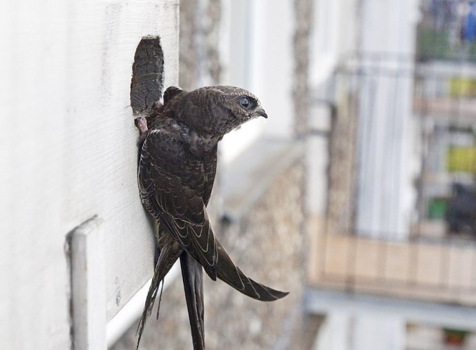 Поезд Ласточка пассажиры