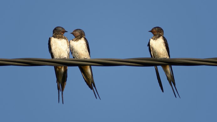 Ласточкино гнездо птицы