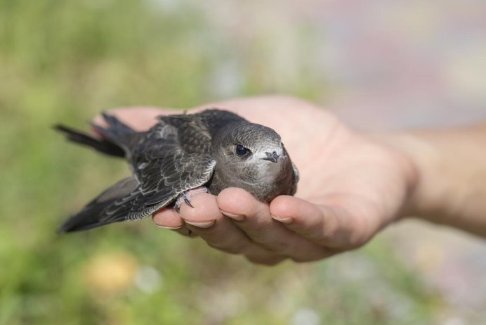 Поезд Ласточка пассажиры