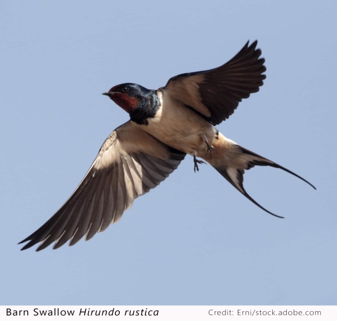 Как выглядит Стриж