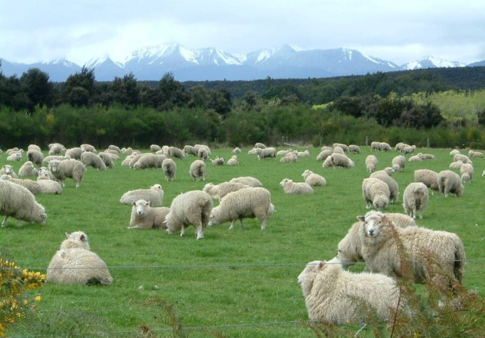Ram баран