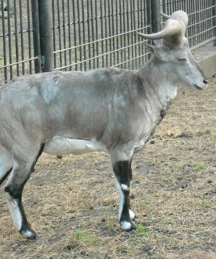 КАСАМ нахур